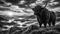 Highland Monarch | Black & White Highland Cow Fine Art Print