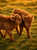 Found My Best Friend | Highland Cow Nursery Collection | Instant Download