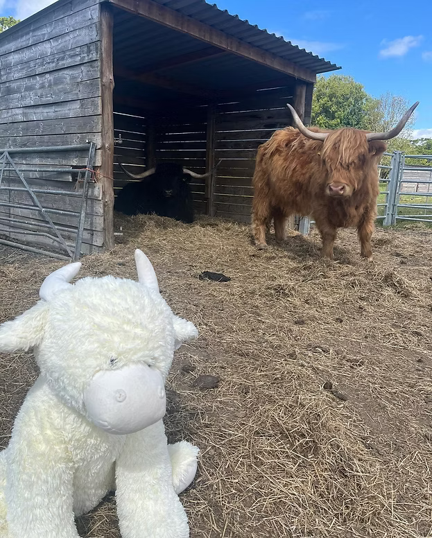 Jomanda XL Cream Highland Cow - 60cm